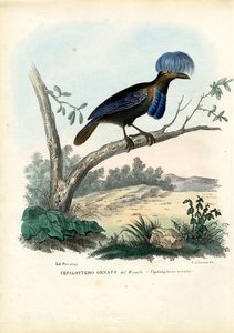 Amazonische paraplukuifvogel, 1863-79 door Raimundo Petraroja